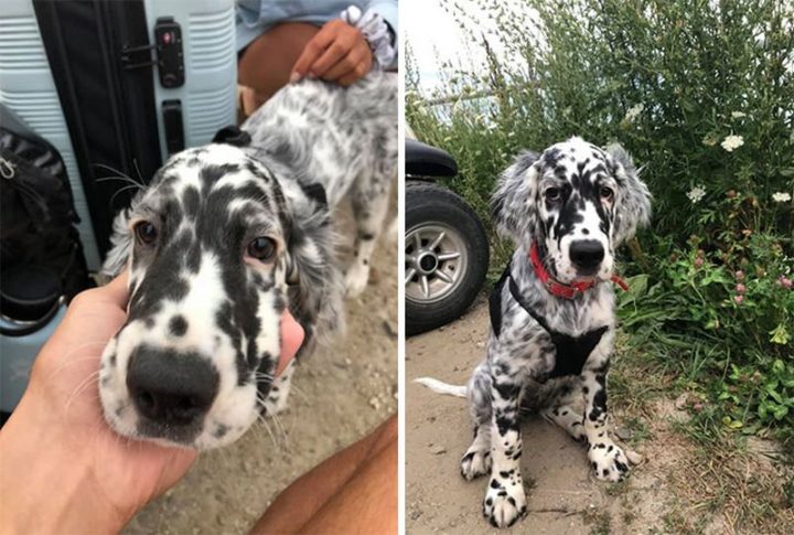 Dogspotting: "Cowspotting!! Met this handsome fellow, Archie, in Maine. He’s an English Setter and I tried to steal him."