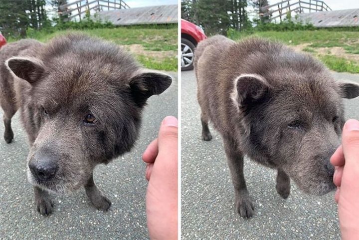 "Met this 14-year-old wolf at the top a mountain! His name is Shadow."