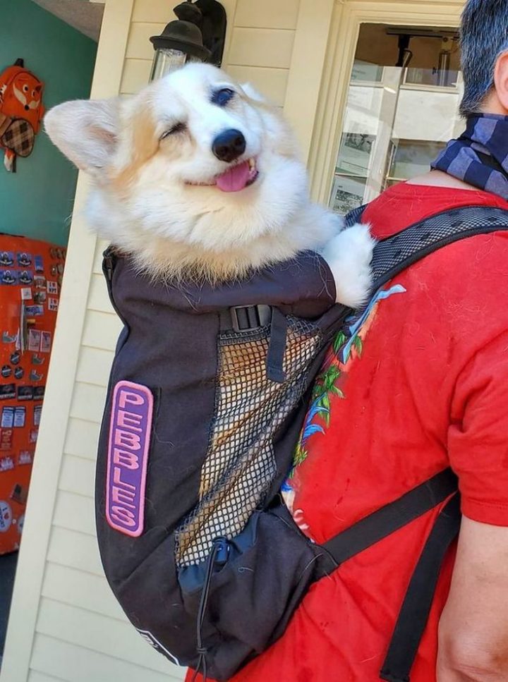 "Spotted this cute corgi in a backpack! Her name is on the backpack. She was a happy girl."