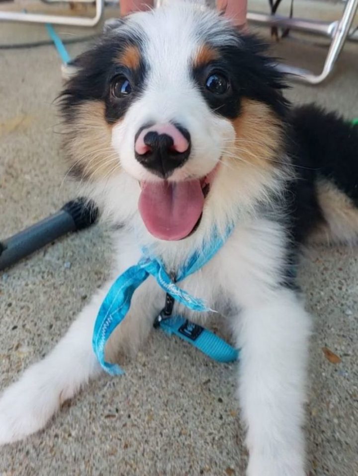 "Three-month-old mini Australian shep!!!!!!! look at that lil nose!!!!"