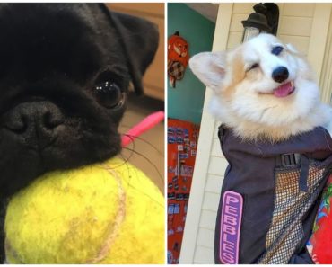 31 People Spotted Random Dogs and Their Reactions Are Priceless