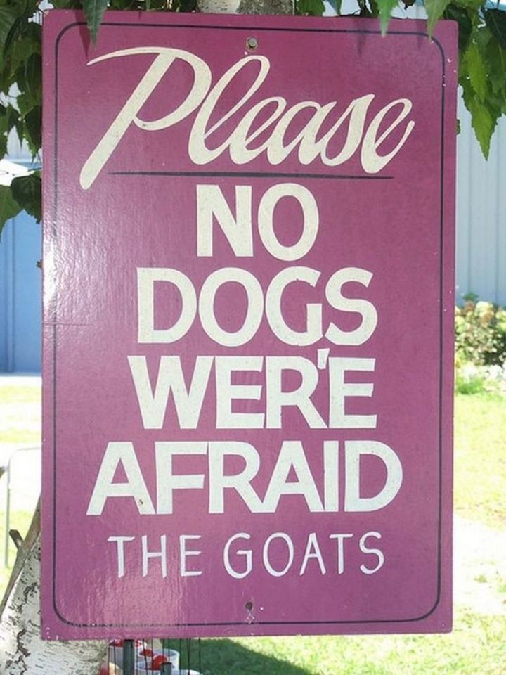 57 Grammar Memes - "Please, no dogs wer'e afraid. The goats."