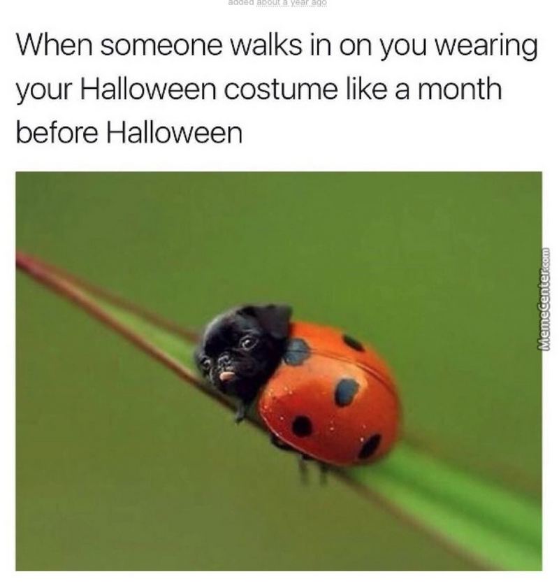 85 Funny Halloween Memes for 2020 That Bring Laughter to the Party