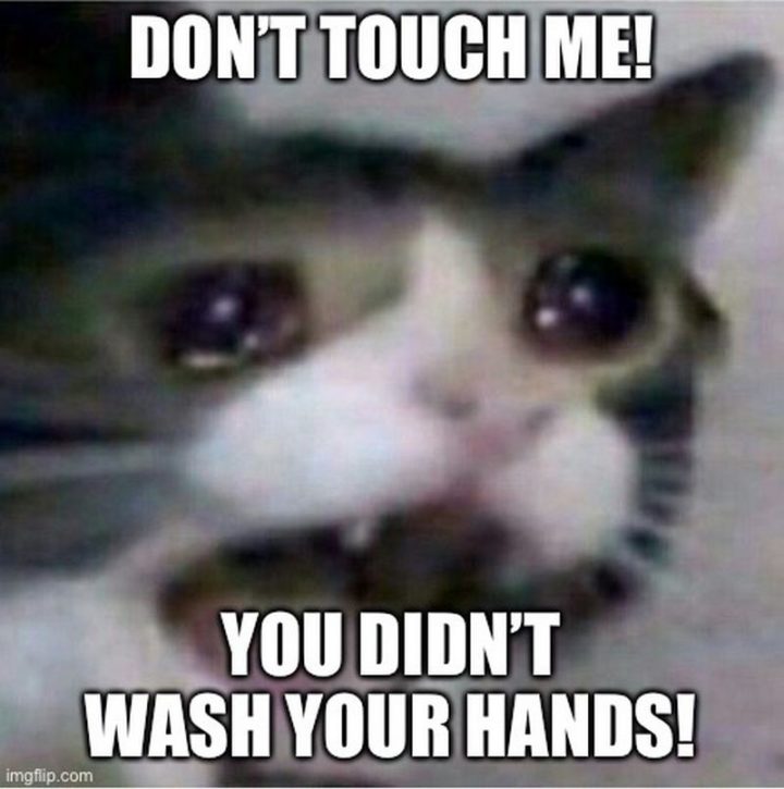 29 Funny Crying Cat Memes - "Don't touch me! You didn't wash your hands!"
