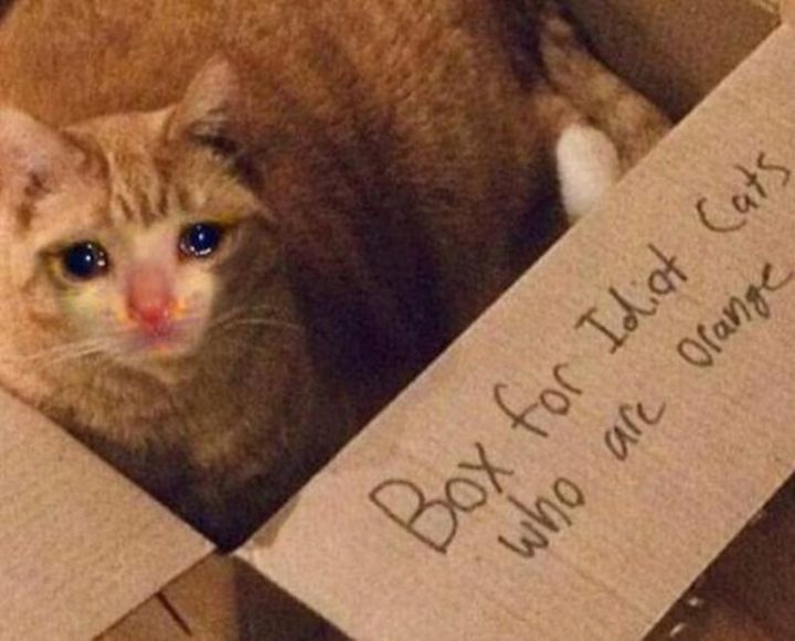 29 Funny Crying Cat Memes - "Box for idiot cats who are orange."