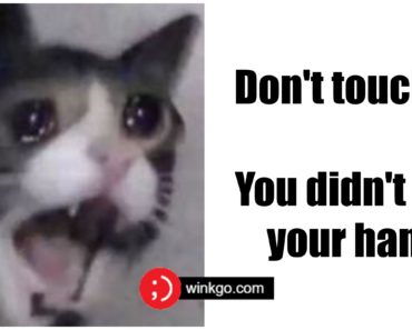 These 29 Funny Crying Cat Memes Will Make You All Warm and Fuzzy