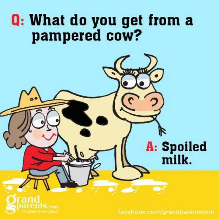 What do you get from a pampered cow? Spoiled milk.