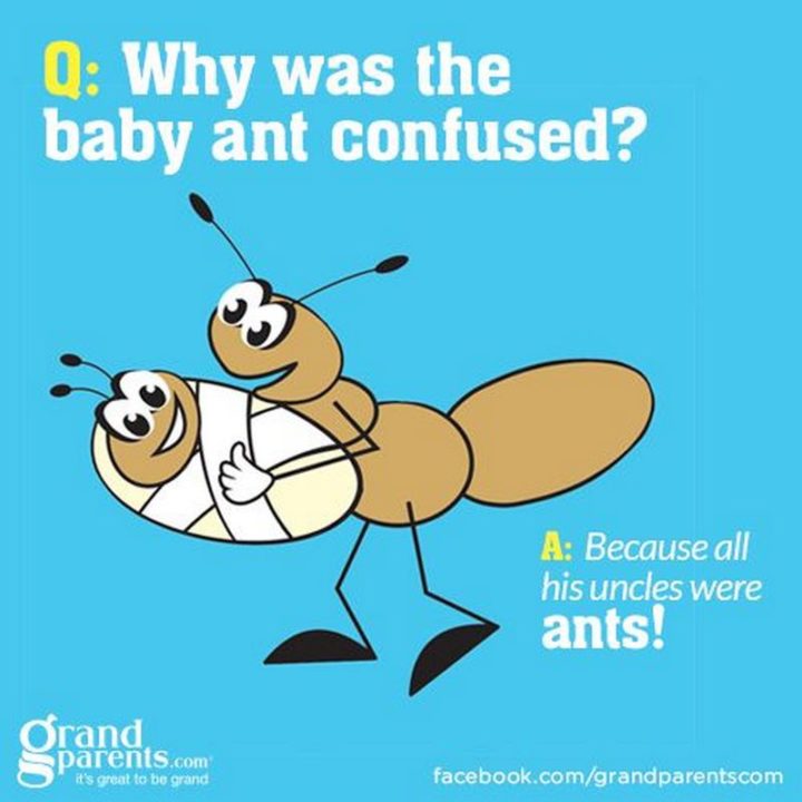 Why was the baby ant confused? Because all his uncles were ants!