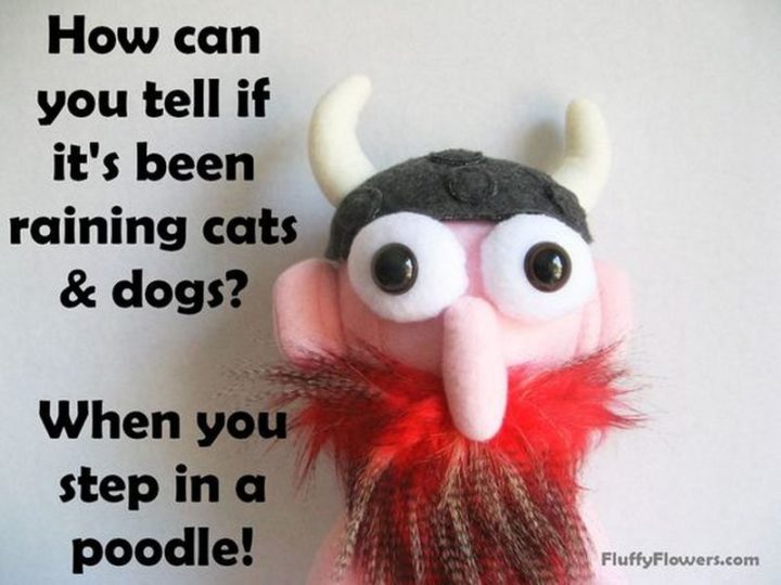 87 Funny Jokes for Kids - How can you tell if it's been raining cats and dogs? When you step in a poodle!