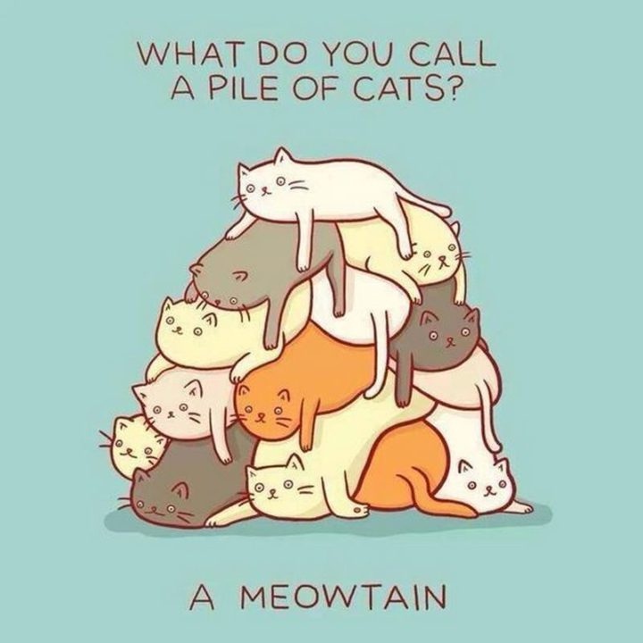 What do you call a pile of cats? A meowtain.