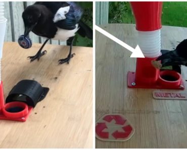 Smart Man Constructs Bird Feeder Where Wild Magpies ‘Pay’ To Get Food
