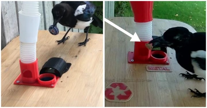 Hans Forsberg Builds Bird Feeder That Lets Wild Magpies 'Pay' For Food.