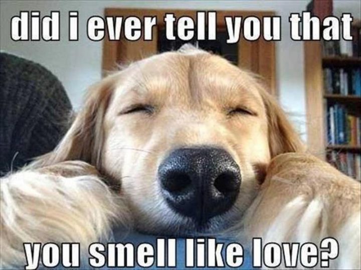 35 "I Like You" Memes - "Did I ever tell you that you smell like love?"