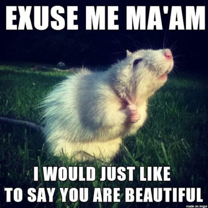 35 "I Like You" Memes - "Excuse me ma'am, I would just like to say you are beautiful."