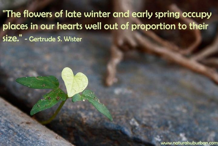 "The flowers of late winter and early spring occupy places in our hearts well out of proportion to their size." - Gertrude S. Wister