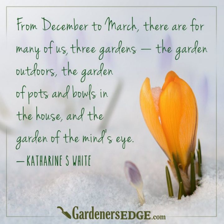 "From December to March, there are for many of us three gardens: the garden outdoors, the garden of pots and bowls in the house, and the garden of the mind's eye." - Katherine S. White