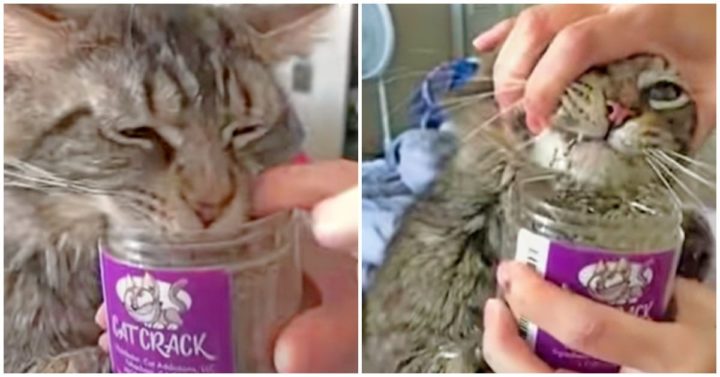 Cat Feasts on "Cat Crack" Catnip as Owner Tries to Pull the Jar Away.