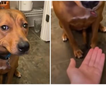 This Dog Is Hiding Something in Her Mouth. You’ll LOL When You Find Out!