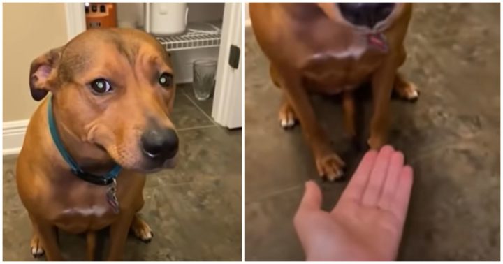 Dog Hides Blueberries In Her Mouth and Spits Them Out When Caught.