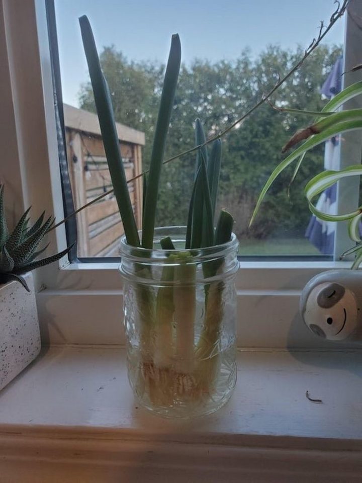 27 Astonishing Life Hacks - "After cutting put the bottom of your green onion in water and enjoy new green onion and a few days."