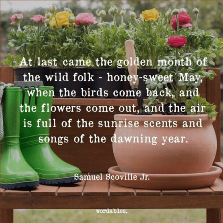 37 Wholesome May Quotes - "At last came the golden month of the wild folk - honey-sweet May, when the birds come back, and the flowers come out, and the air is full of the sunrise scents and songs of the dawning year." - Samuel Scoville Jr.