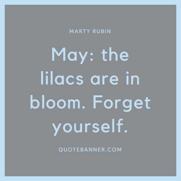 "May: the lilacs are in bloom. Forget yourself." - Marty Rubin