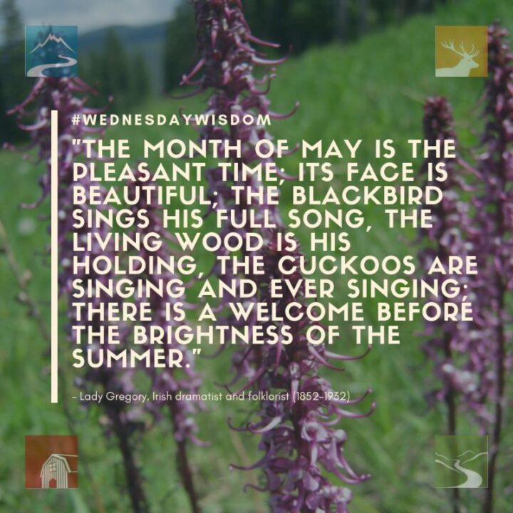 "The month of May is the pleasant time; its face is beautiful; the blackbird sings his full song, the living wood is his holding, the cuckoos are singing and ever singing; there is a welcome before the brightness of the summer." - Lady Gregory