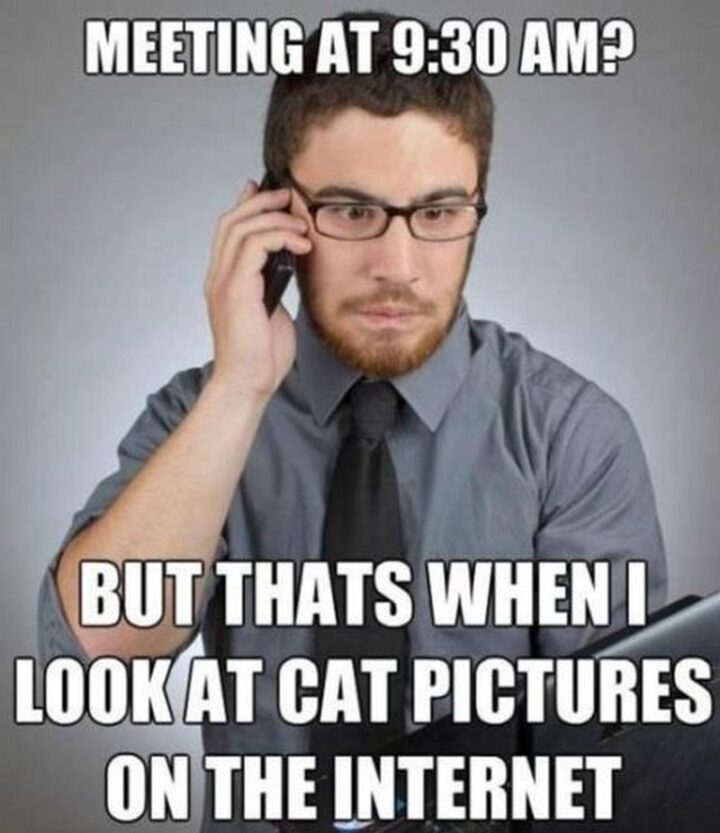 39 Funny Meetings Memes - "Meeting at 9:30 am? But that's when I look at cat pictures on the internet."