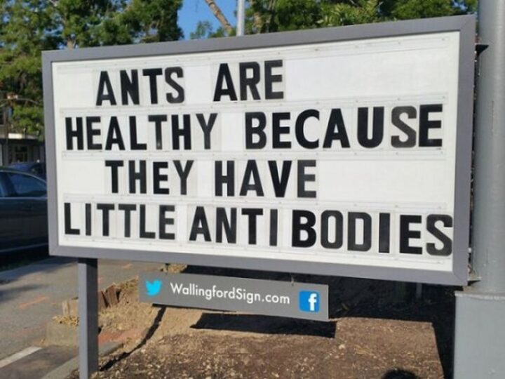 27 Wallingford Signs - "Ants are healthy because they have little antibodies."