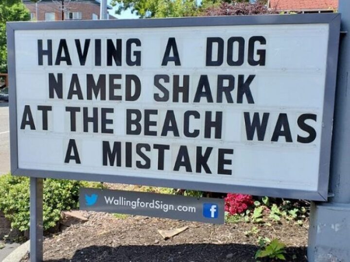27 Wallingford Signs - "Having a dog named shark at the beach was a mistake."