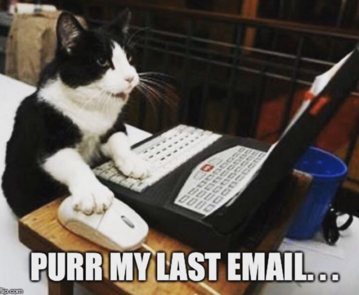 "Purr my last email..."