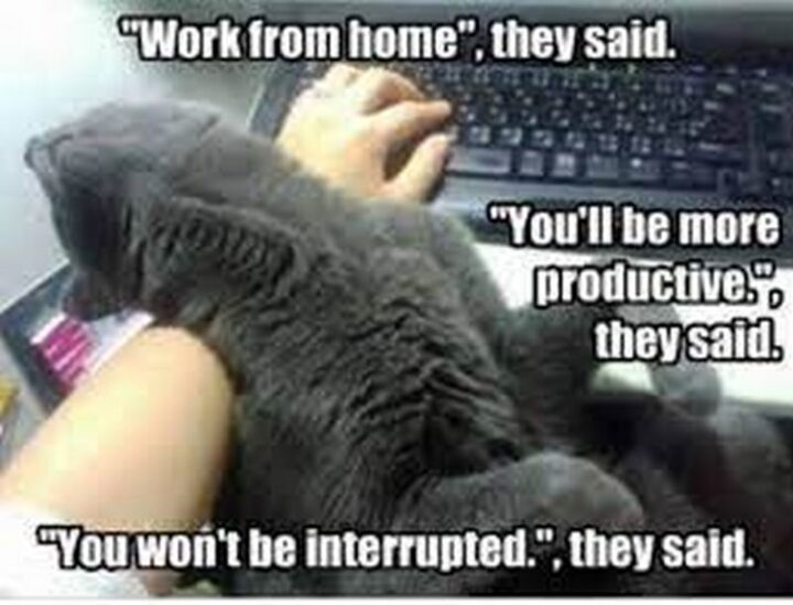 ""Work from home.", they said. "You'll be more productive.", they said. "You won't be interrupted.", they said."