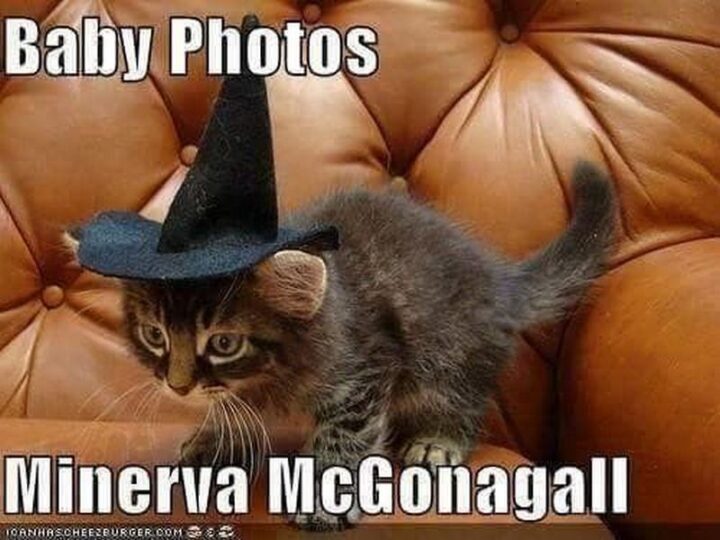 63 Harry Potter Memes - "Baby photos of Minerva McGonagall."