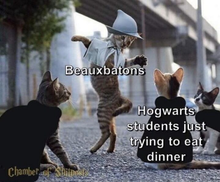 63 Harry Potter Memes - "Beauxbatons. Hogwarts students just trying to eat dinner."
