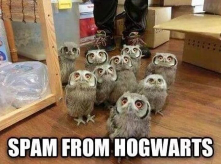 "Spam from Hogwarts."