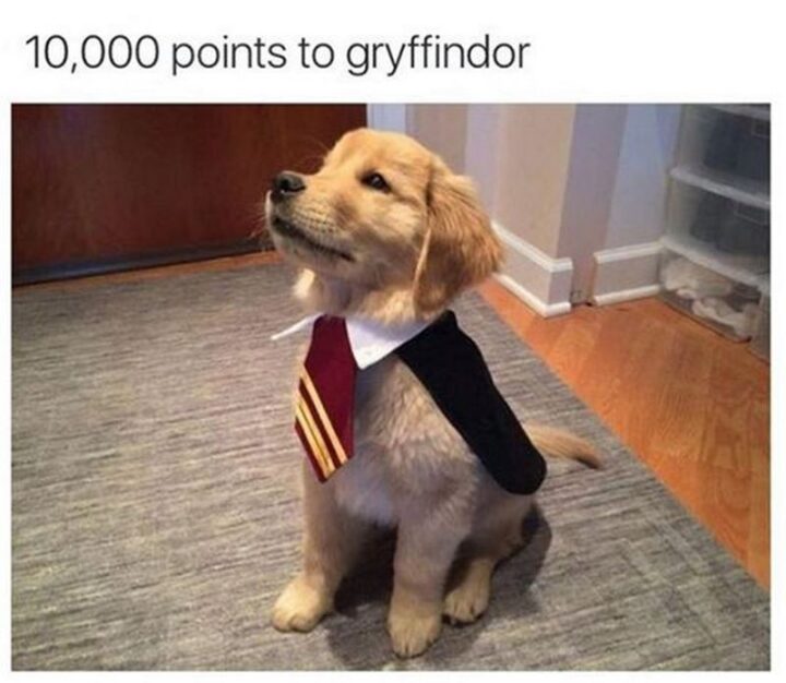 "10,000 points to Gryffindor."