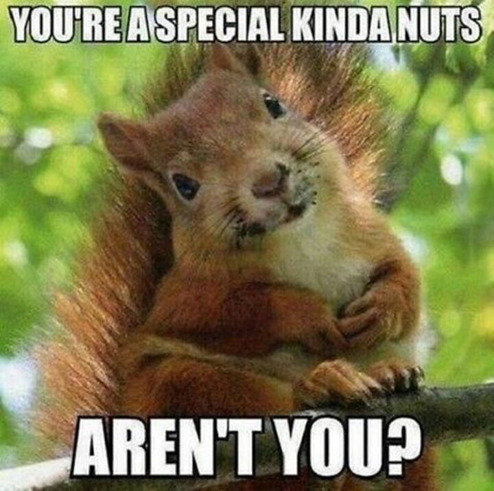 69 Inappropriate Memes - "You're a special kinda nuts aren't you?"