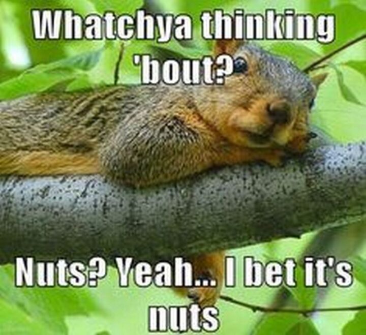 "Whatchya thinking 'bout? Nuts? Yeah...I bet it's nuts."