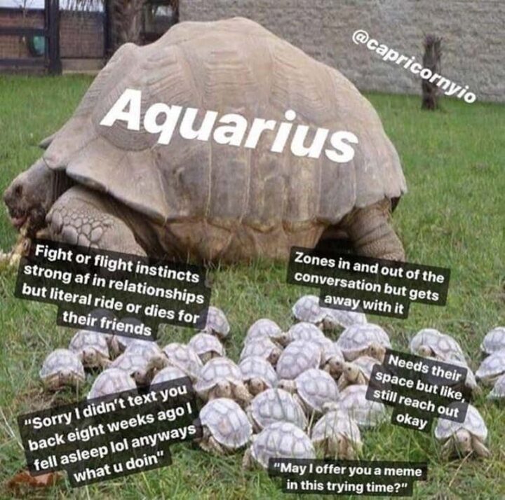 "Aquarius. Fight or flight instincts, strong AF in relationships but literal ride or dies for their friends. Zones in and out of the conversation but gets away with it. I'm sorry I didn't text you back eight weeks ago I fell asleep lol anyways what u doing. Needs their space but like, still reach out okay. May I offer you a meme in this trying time."