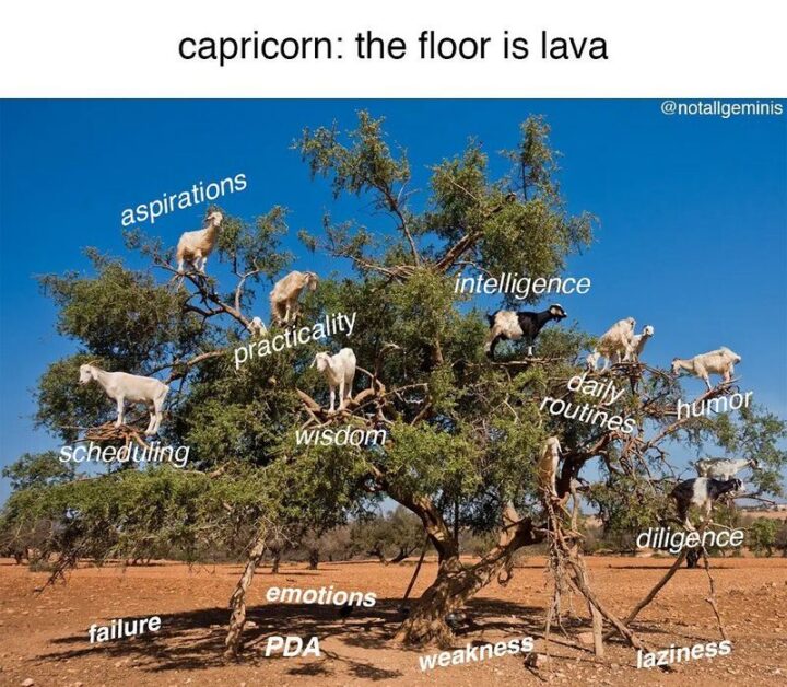 "Capricorn: The floor is lava. Aspirations. Intelligence. Practicality. Scheduling. Wisdom. Daily routines. Humor. Diligence. Emotions. Failure. PDA. Weakness. Laziness."