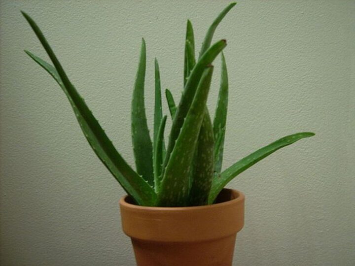 7 indoor plants safe for cats - Aloe Vera.