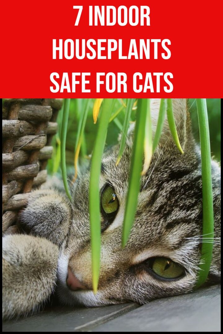 7 Indoor plants safe for cats.