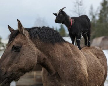 Horse and Goat Form Unlikely Friendship
