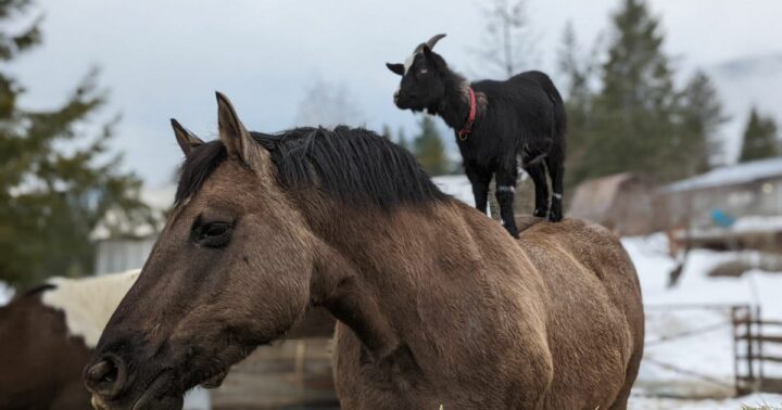 BC Horse and Goat Form Unlikely Friendship