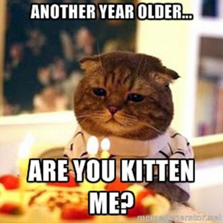 77 Friendship Happy Birthday Memes for Best Friends - "Another year older...Are you kitten me?"