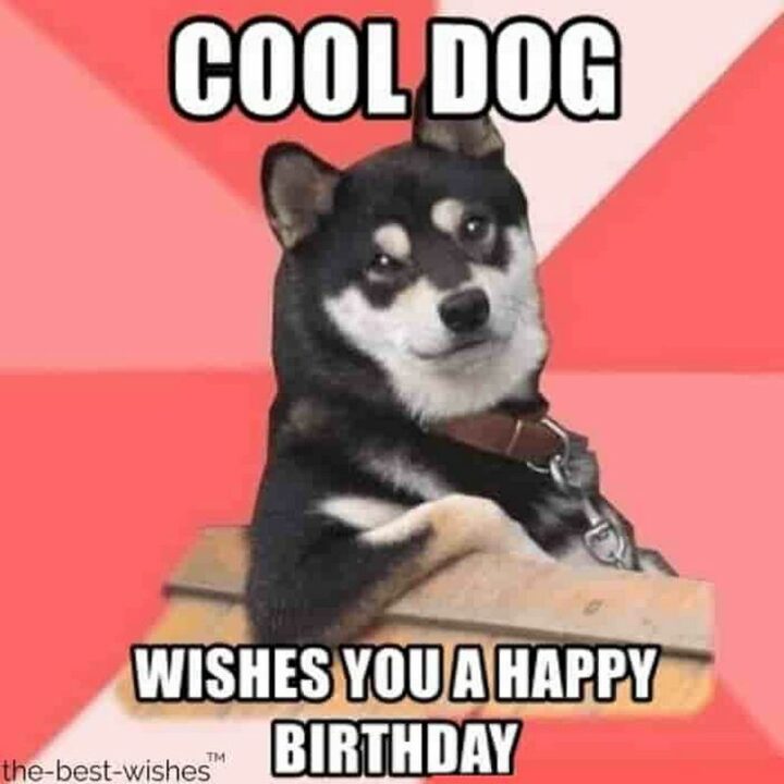 77 Friendship Happy Birthday Memes for Best Friends - "Cool dog wishes you a happy birthday."