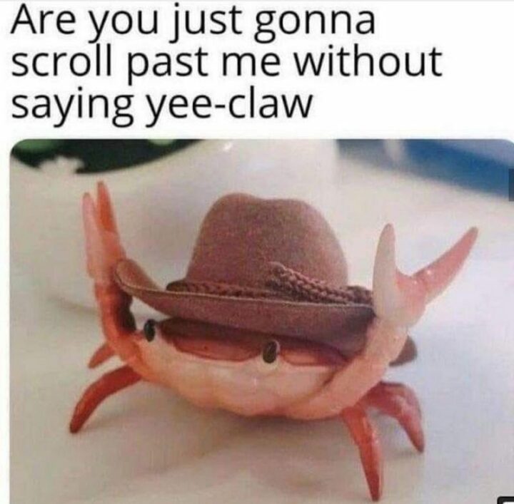 69 Clean Memes - "Are you just gonna scroll past me without saying yee-claw?"