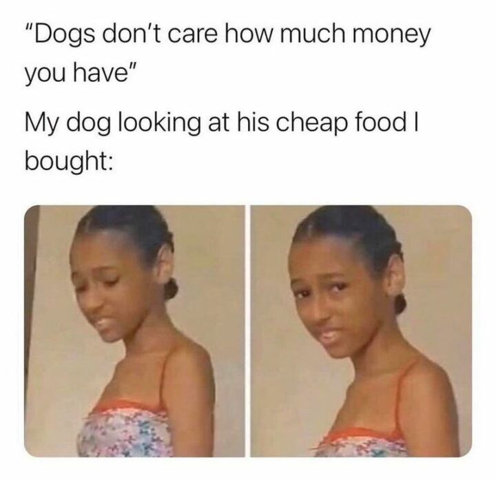 69 Clean Memes - "Dogs don't care how much money you have. My dog looking at the cheap food I bought:"