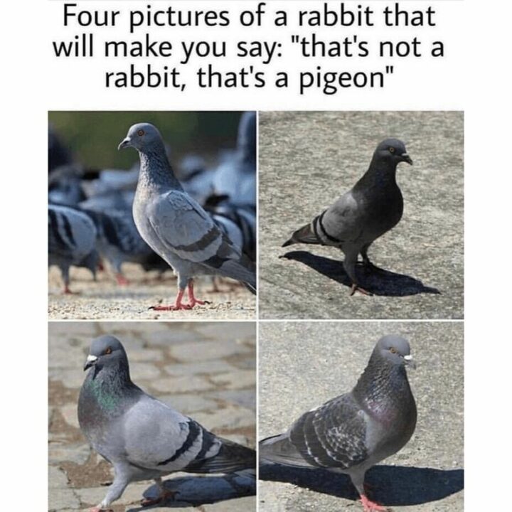 69 Clean Memes - "Four pictures of a rabbit that will make you say: 'That's not a rabbit, that's a pigeon."
