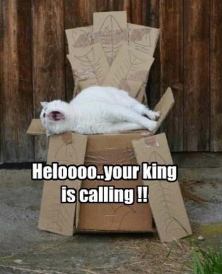 "Hello...Your king is calling!!"
